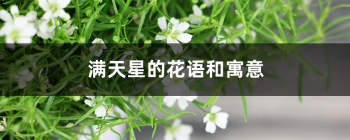 满天星的花语和寓意