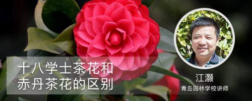 十八学士茶花和赤丹茶花的区别