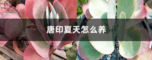 唐印夏天怎么养