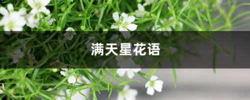 满天星花语