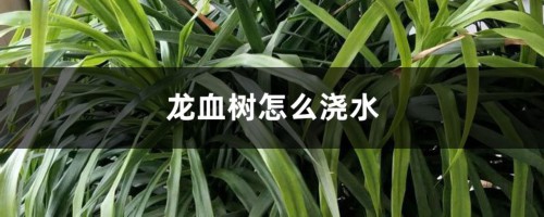 龙血树怎么浇水