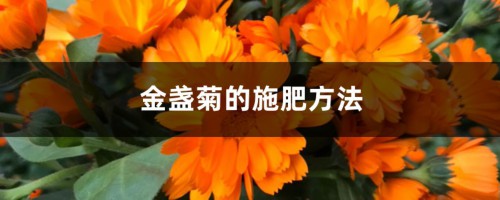 金盏菊的施肥方法