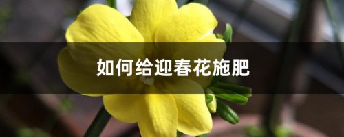 如何给迎春花施肥