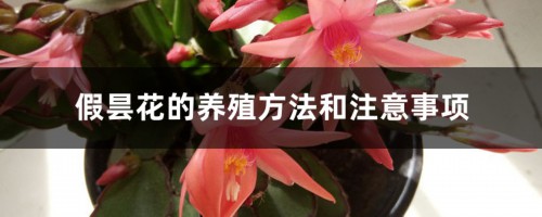 假昙花的养殖方法和注意事项