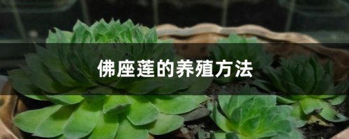 佛座莲的养殖方法