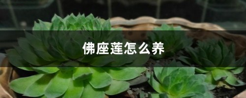 佛座莲怎么养